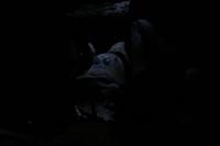 090 Der verbotene Wald