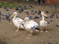 St. James Park - Pelikane