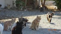 20171010_Katzen