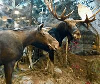 Algonquin Besucherzentrum