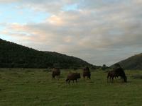 Kariega Wildreservat