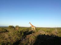 Kariega Wildreservat