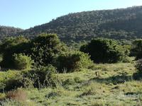 Kariega Wildreservat