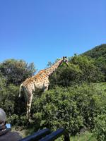 Kariega Wildreservat