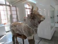 Stierplastik aus dem 1. Jahrtausend v. Chr.