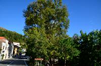 174 Trsteno, Arboretum