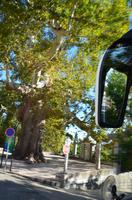 175 Trsteno, Arboretum