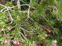 0621_Ein Gedi; botanischer Garten