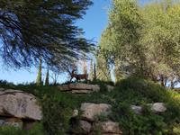 0717_nubischer Steinbock