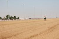 auf der Kamelrennstrecke (4)