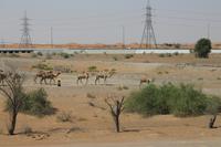 Fahrt durch die Wüste (2)