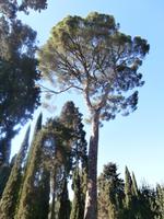 Nichtkatholischer Friedhof Rom