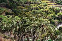 La Gomera - Palmen-Honig-Gewinnung