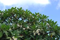 El Molino - Don Ramon