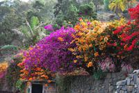 Arucas Garten der Gräfin