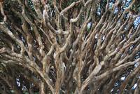 Arucas Garten der Gräfin