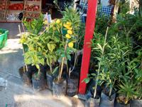 Regionale Produkte aus dem Neretvatal 