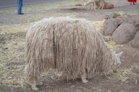 Stopp an einem Inkadorf