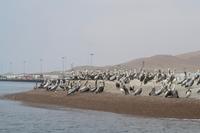 Tierwelt auf den Ballestas Inseln (11)