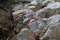 Tierwelt auf den Ballestas Inseln (35)