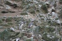 Tierwelt auf den Ballestas Inseln (36)