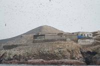 Tierwelt auf den Ballestas Inseln (43)