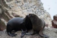 Tierwelt auf den Ballestas Inseln (67)