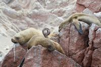 Tierwelt auf den Ballestas Inseln (78)