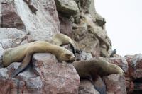 Tierwelt auf den Ballestas Inseln (84)