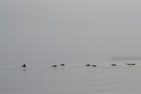 Tierwelt auf den Ballestas Inseln