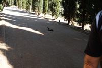 Ardilla negra (schwarzes Flämmchen = schwarzes Eichhörnchen)