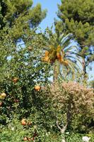 Granatapfelbaum vor Palme, Alhambra