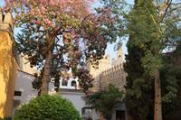 Kapokbaum im Eingangsbereich des Alcázar von Sevilla