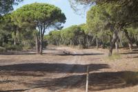 Rotwild im Schatten einer Kiefer