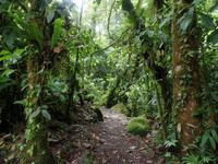17 Tage Rundreise Costa Rica – einzigartige Naturreise San José – Vulkane Poas & Arenal – Braulio Carrillo NP – Cahuita NP – Tortuguero NP – Monteverde – Santa Elena – Carara NP – Marino Ballen (264)