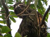 17 Tage Rundreise Costa Rica – einzigartige Naturreise San José – Vulkane Poas & Arenal – Braulio Carrillo NP – Cahuita NP – Tortuguero NP – Monteverde – Santa Elena – Carara NP – Marino Ballen (304)