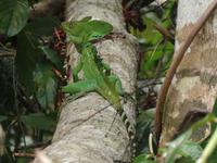 17 Tage Rundreise Costa Rica – einzigartige Naturreise San José – Vulkane Poas & Arenal – Braulio Carrillo NP – Cahuita NP – Tortuguero NP – Monteverde – Santa Elena – Carara NP – Marino Ballen (452)