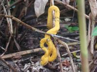 17 Tage Rundreise Costa Rica – einzigartige Naturreise San José – Vulkane Poas & Arenal – Braulio Carrillo NP – Cahuita NP – Tortuguero NP – Monteverde – Santa Elena – Carara NP – Marino Ballen (474)