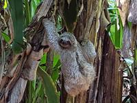 17 Tage Rundreise Costa Rica – einzigartige Naturreise San José – Vulkane Poas & Arenal – Braulio Carrillo NP – Cahuita NP – Tortuguero NP – Monteverde – Santa Elena – Carara NP – Marino Ballen (621)