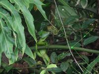 17 Tage Rundreise Costa Rica – einzigartige Naturreise San José – Vulkane Poas & Arenal – Braulio Carrillo NP – Cahuita NP – Tortuguero NP – Monteverde – Santa Elena – Carara NP – Marino Ballen (662)