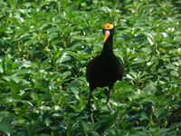 17 Tage Rundreise Costa Rica – einzigartige Naturreise San José – Vulkane Poas & Arenal – Braulio Carrillo NP – Cahuita NP – Tortuguero NP – Monteverde – Santa Elena – Carara NP – Marino Ballen (691)