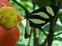 17 Tage Rundreise Costa Rica – einzigartige Naturreise San José – Vulkane Poas & Arenal – Braulio Carrillo NP – Cahuita NP – Tortuguero NP – Monteverde – Santa Elena – Carara NP – Marino Ballen (958)