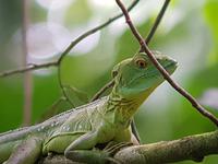 17 Tage Rundreise Costa Rica – einzigartige Naturreise San José – Vulkane Poas & Arenal – Braulio Carrillo NP – Cahuita NP – Tortuguero NP – Monteverde – Santa Elena – Carara NP – Marino Ballen (961)