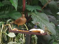 17 Tage Rundreise Costa Rica – einzigartige Naturreise San José – Vulkane Poas & Arenal – Braulio Carrillo NP – Cahuita NP – Tortuguero NP – Monteverde – Santa Elena – Carara NP – Marino Ballen (1015)