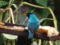 17 Tage Rundreise Costa Rica – einzigartige Naturreise San José – Vulkane Poas & Arenal – Braulio Carrillo NP – Cahuita NP – Tortuguero NP – Monteverde – Santa Elena – Carara NP – Marino Ballen (1026)