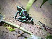 17 Tage Rundreise Costa Rica – einzigartige Naturreise San José – Vulkane Poas & Arenal – Braulio Carrillo NP – Cahuita NP – Tortuguero NP – Monteverde – Santa Elena – Carara NP – Marino Ballen (1253)