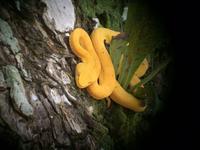 17 Tage Rundreise Costa Rica – einzigartige Naturreise San José – Vulkane Poas & Arenal – Braulio Carrillo NP – Cahuita NP – Tortuguero NP – Monteverde – Santa Elena – Carara NP – Marino Ballen (1255)