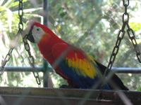 17 Tage Rundreise Costa Rica – einzigartige Naturreise San José – Vulkane Poas & Arenal – Braulio Carrillo NP – Cahuita NP – Tortuguero NP – Monteverde – Santa Elena – Carara NP – Marino Ballen (1281)