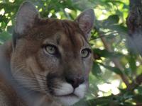 17 Tage Rundreise Costa Rica – einzigartige Naturreise San José – Vulkane Poas & Arenal – Braulio Carrillo NP – Cahuita NP – Tortuguero NP – Monteverde – Santa Elena – Carara NP – Marino Ballen (1314)