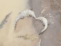 17 Tage Rundreise Costa Rica – einzigartige Naturreise San José – Vulkane Poas & Arenal – Braulio Carrillo NP – Cahuita NP – Tortuguero NP – Monteverde – Santa Elena – Carara NP – Marino Ballen (1496)